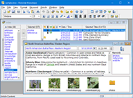 Index Window and 1 Article Window