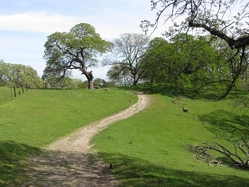 Path with oak trees