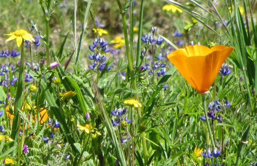 wildflowers